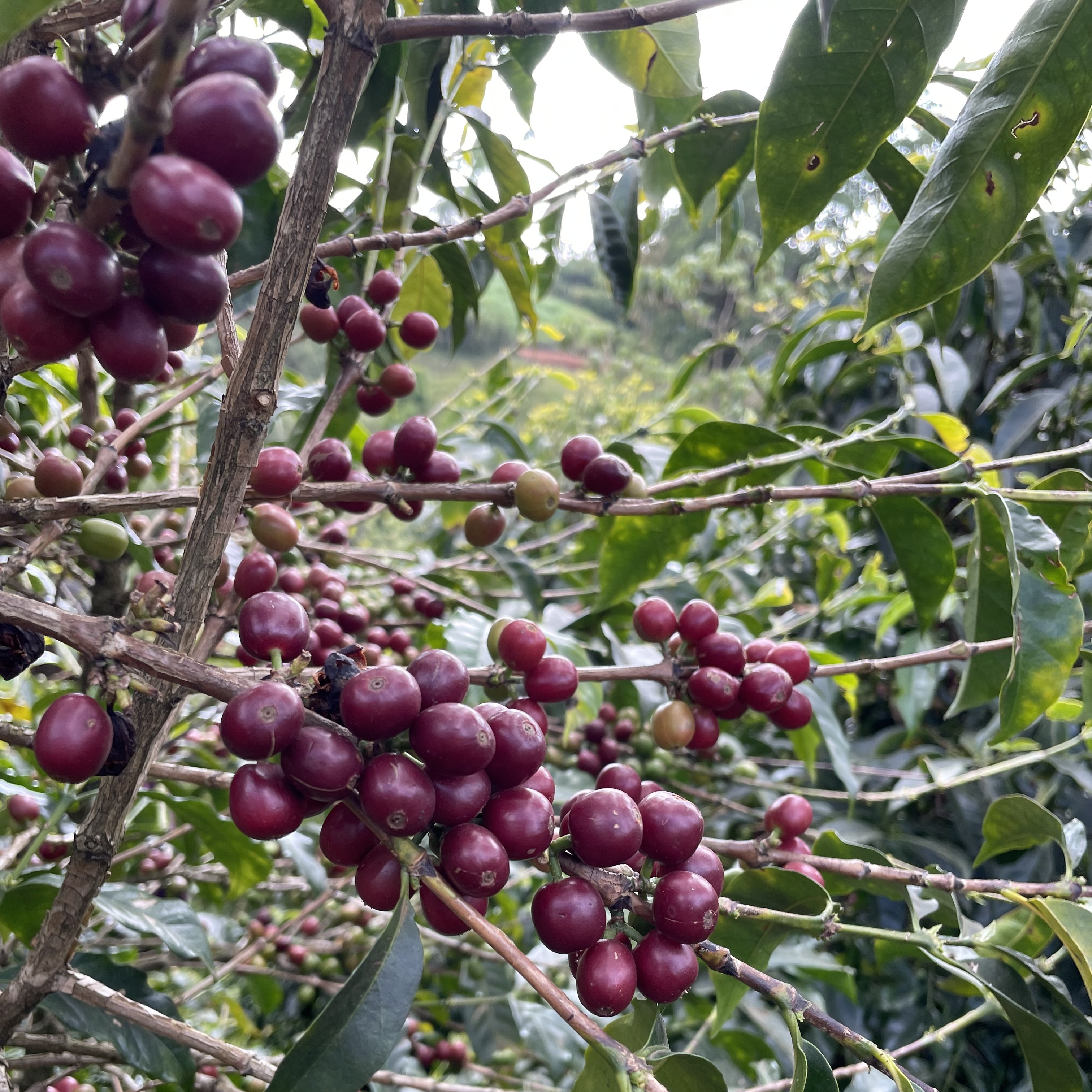 Ethiopia Morke Natural(24/25年クロップ) | ORIGIN COUNTRIES for